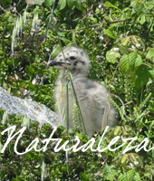 naturaleza